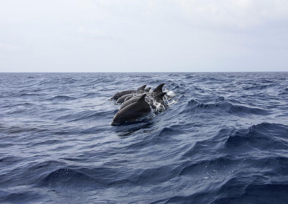 Combien De Temps Un Dauphin Peut Rester Sous L Eau